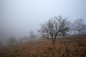 Dark foggy autumn countriside view in morning