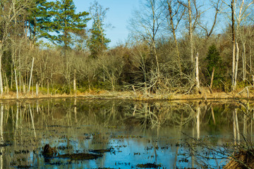 Obraz premium Bare trees reflected in a wetland pond.