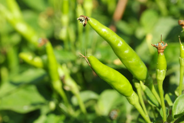 Green chillies in plant garden with sunlight.