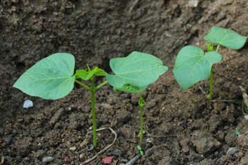 Seedlings growing in the garden.
