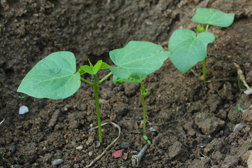 Seedlings growing in the garden.