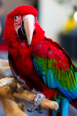 Close up of colorful scarlet macaw parrot