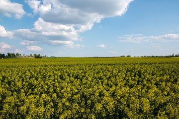 Yellow field of rape flowers in Poland in the spring