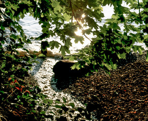 Naklejka premium plants growing at the sea, sweden, stockholm, nacka, sverige