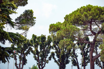 tree and blue sky at como lake, italy, italien