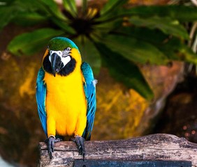 Isolated parrot, Kuala Lumpur Bird Park, Malaysia