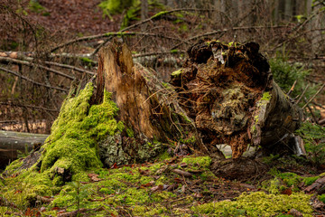 Fallen coniferous trunks. A nature reserve in Central Europe.