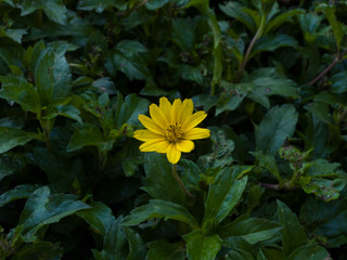 Flor silvestre amarilla creciendo en un arbusto verde muy pocos flores la soledad de la naturaleza