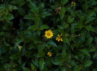 Flor silvestre amarilla creciendo en un arbusto verde muy pocos flores la soledad de la naturaleza