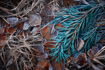 Autumn leaves and pine branches lying on the ground and covered with ice crystals. The winter begins.