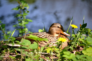 Entenweibchen in der Sonne zwischen Gras und gelben Löwenzahn / Duck in the sun