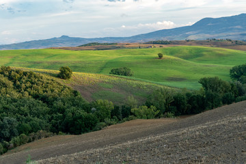 Fototapeta premium Tuscany landscape at gentle sunrise light. Typical for the region tuscan farm houses, hills, vineyard. Italy, Europe