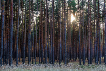 Pine forest with sun shining through trees