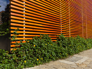 Pared de Listones de madera con plantas silvestres y flores amarillas enredándose entre la madera