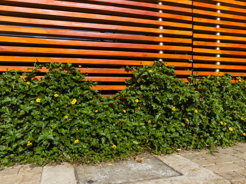 Pared de Listones de madera con plantas silvestres y flores amarillas enred&aacute;ndose entre la madera