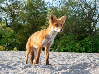 Fox