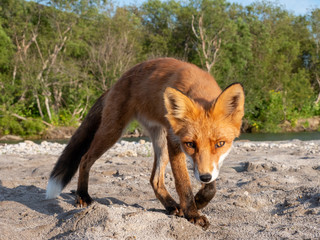 Fox