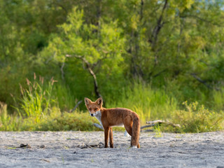 Fox