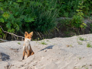 Fox