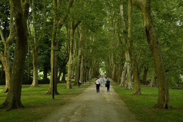 Promenade sous les arbres majestueux de la Roseraie Coloma à St-Pieter-Leeuw
