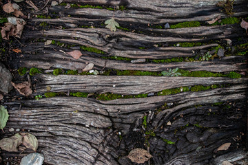 An old and weathered wood surface with some leafs and dirt on it - background