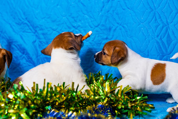Jack Russell Terrier puppy on a sky-blue background