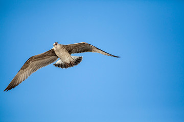 seagull flying in the blue sky over the sea