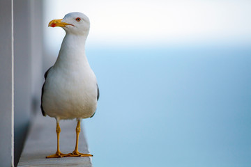 seagull flying in the blue sky over the sea