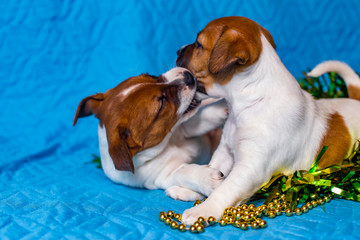 Jack Russell Terrier puppy on a sky-blue background