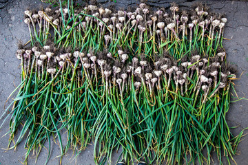 Dried garlic on rack
