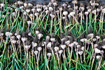 Dried garlic on rack