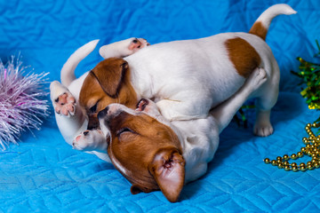 Jack Russell Terrier puppy on a sky-blue background