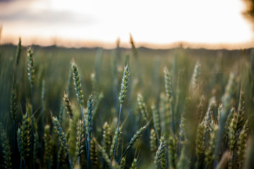 Bright sunset over wheat field.