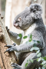 Koala Bear at Tree