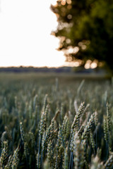 Bright sunset over wheat field.