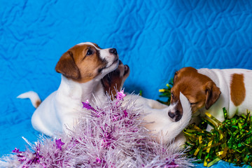 Jack Russell Terrier puppy on a sky-blue background