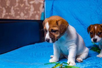 Jack Russell Terrier puppy on a sky-blue background