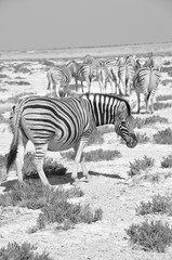 Fototapeta na wymiar Zebras in the dry Kalahari desert in Etosha National Park