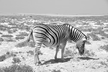 Fototapeta na wymiar A lonely Zebra in the dry Kalahari desert in Etosha National Park