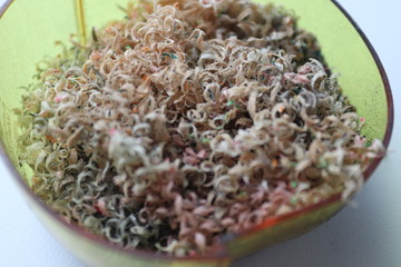 Plastic plate with curly wooden filings closeup. 