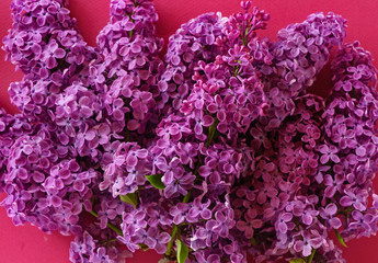 nice lilac flowers