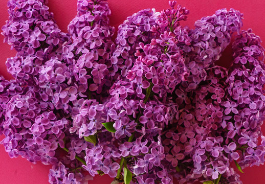 nice lilac flowers © Maksim Shebeko