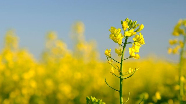 Colorful field of blooming rapes