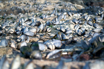 WILD MUSSELS CORNWALL