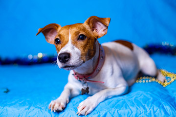 Jack Russell Terrier dog on a sky-blue background