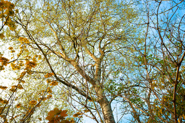 Forest