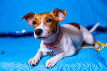 Jack Russell Terrier dog on a sky-blue background