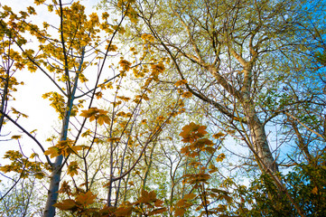 Forest