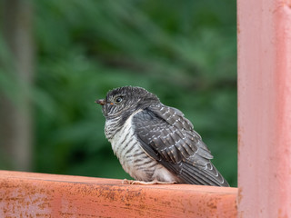 Cockoo
