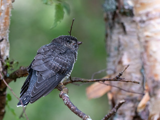 cuckoo